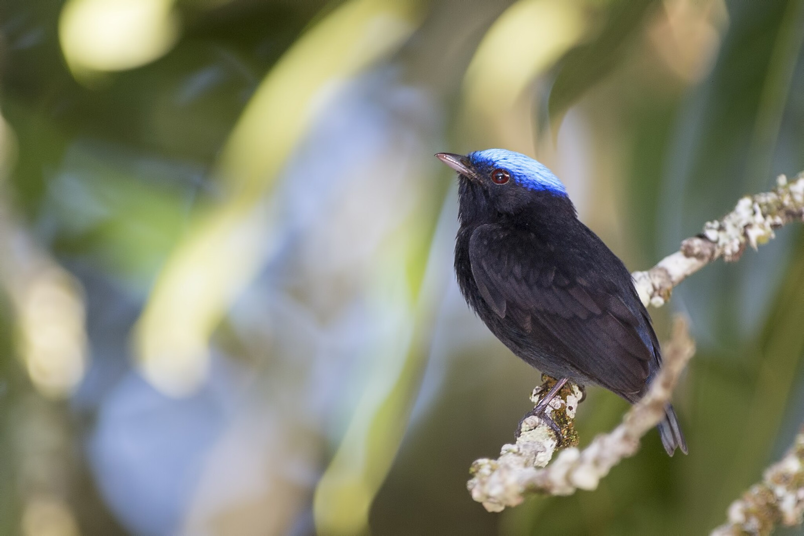 image Blue-crowned Manakin